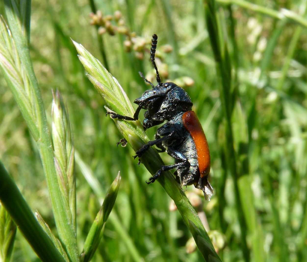 Le mie prime macro...chi è? Labidostomis taxicornis